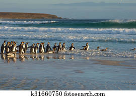 King Penguins in the Surf