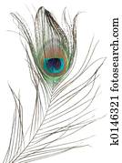 Peacock feather Peacock feather