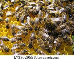 Queen Bee is always surrounded by working bees