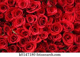 Roses Roses