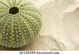 Sea Urchin and Sand