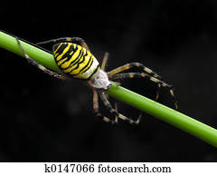 Spider Spider