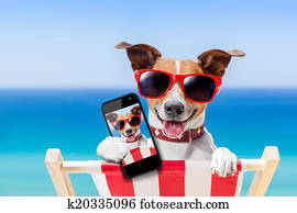 summer selfie dog 