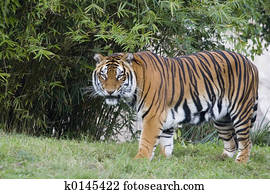 Tiger Tiger