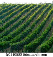 Vineyard in Italy Vineyard in Italy