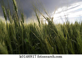 Wheat Field Wheat Field