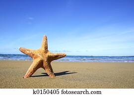 Beach Starfish Beach Starfish