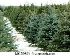 Christmas tree farm Christmas tree farm