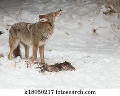 Coyote in winter Coyote in winter