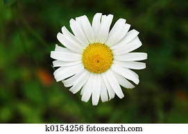 Daisy Daisy