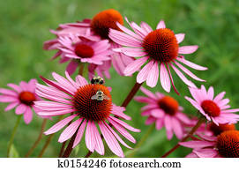 echinacea echinacea