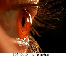 Eye Eye