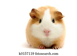 guinea pig over white