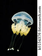 Jellyfish Jellyfish