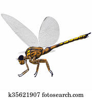 Meganeura Dragonfly Side Profile Meganeura Dragonfly Side Profile