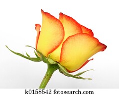 Rose Rose