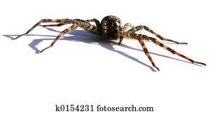 Spider Spider