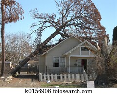 Tree Fall Tree Fall