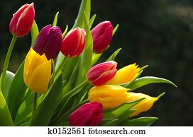 Wild Tulips Wild Tulips