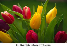 Wild Tulips Wild Tulips