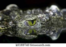 alligator alligator
