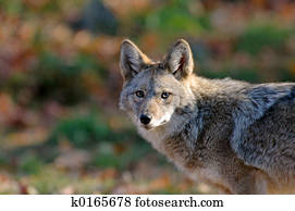 Coyote Coyote