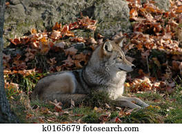 Coyote Coyote