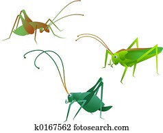 crickets crickets