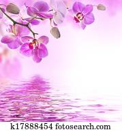 Floral background of tropical orchids Floral background of tropical orchids
