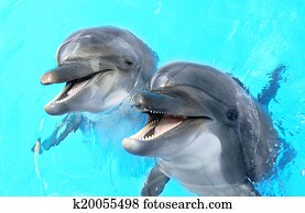 Glad beautiful dolphin smiling in a blue swimming pool water on a clear sunny day 