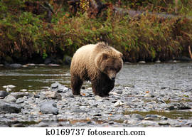 Grizzly bear approaching Grizzly bear approaching