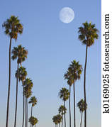 Hollywood Paradise Hollywood Paradise
