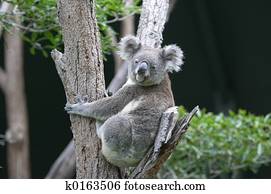 Koala in Tree Koala in Tree