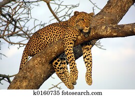 Lazy Leopard Lazy Leopard