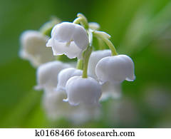 lily of the valley