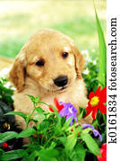 Puppy Puppy