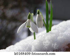 snowdrop
