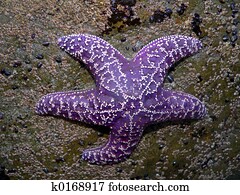 Starfish on Rock
