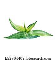 Watercolor succulent aloe. Original hand drawn watercolor painting isolated on white Watercolor succulent aloe. Original hand drawn watercolor painting isolated on white