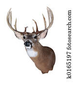 whitetail