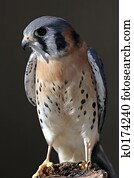 American Kestrel Perched