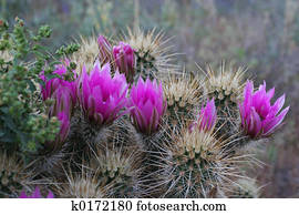 Cactus 1 Cactus 1