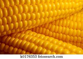 Corn Corn