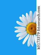 Daisy Daisy