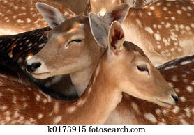 Deer Deer