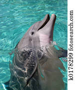 Dolphin Dolphin
