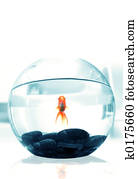Goldfish