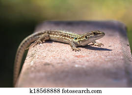Green Wall Lizard