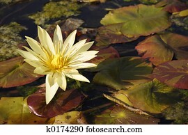 Herbst Blumen Fotos | 1000+ Herbst Blumen Stock Bilder | Fotosearch