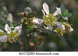 Jojoba Jojoba